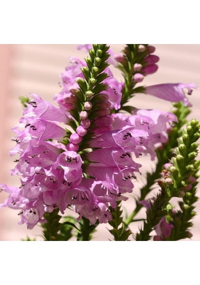 20 Adet Pınk Showy Obedıent Plant Tohumu
