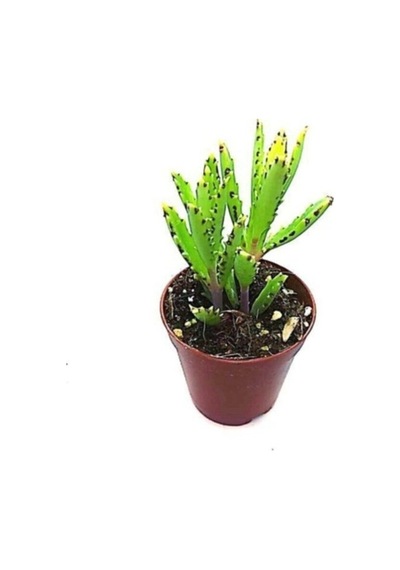2 Adet Aşkın Gözyaşı Çiçeği Fidanı 10-20 Cm