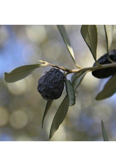 Tüplü Kırmalık Ve Yağlık Karaburun Hurma Zeytini Fidanı