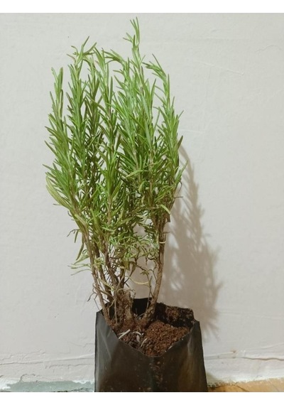 Saksılı Biberiye Fidesi Fidanı Rosmarinus Officinalis 1 Adet 10-20 Cm