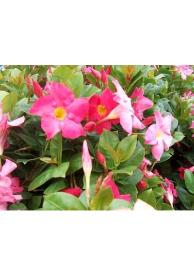 3'lü Pembe Mandavilla Sarmaşığı Çiçeği Fidanı 40-60 Cm Saksılı Çiçekli Bodur Pink Mandevilla