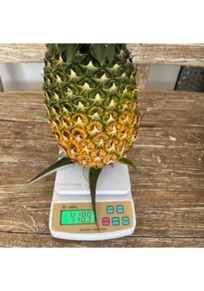 Giant Kew Dev Ananas Fidanı İri Meyveli Nadir Tropikal Koleksiyon Çeşidi Ananas Comosus Bzmfdncı0001677