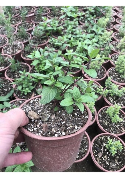 Nane Fidanı Fidesi 5 Adet 10-20 Cm