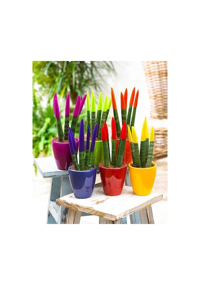 Renkli Paşa Kılıcı – Sansevieria Velvet