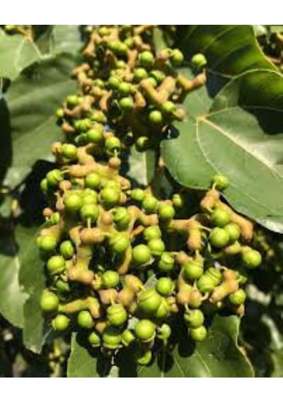 Japon Kuru Üzüm Şeker Ağacı Hovenia Dulcis Fidanı 2-3 Yaş Arası