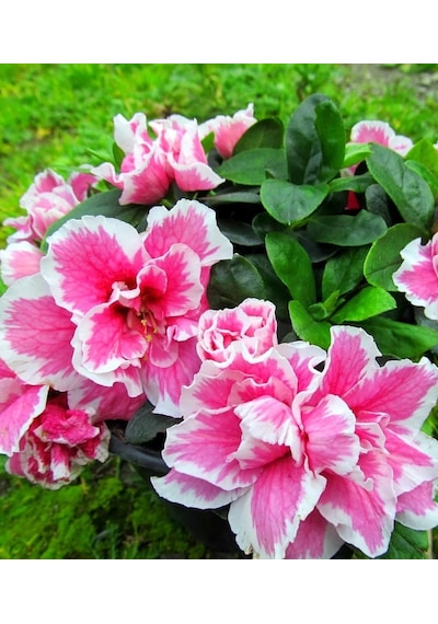 Açelya Çiçeği Ebruli 30-50 Cm