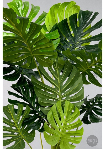 Biçiçek Yapay Monstera Ağacı Deve Tabani 160 Cm Mocha Luna Saksıda
