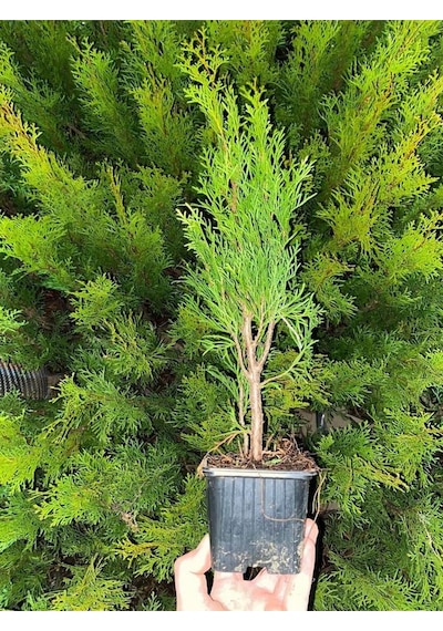 En Favori Dekorasyon Bitkisi Leylandi 10 Adet 15-25cm Tüplü Cupressus