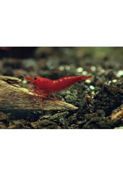 Bloodymary Karides 5 Adet 1-1,5cm Red