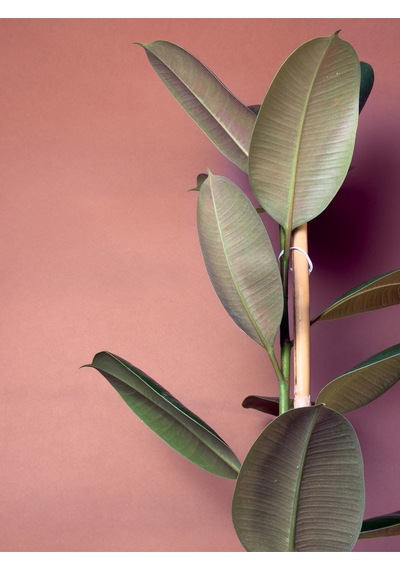 Kauçuk Ağacı Ficus Elastica 70-90 Cm Tekli Gövde Formu