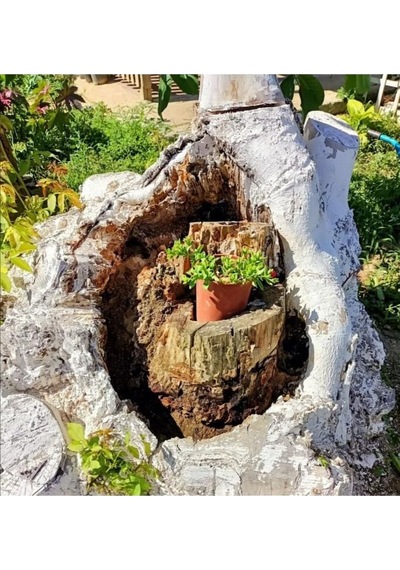 Buz Çiçeği Fidanı Skulent & Kaktüs Aptenia Cordifolia 10-20 Cm