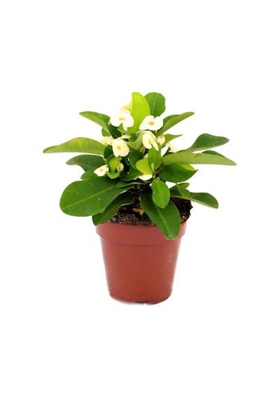 Nura Botanik Euphorbia Milii Dikenler Tacı Çiçekli Kaktüs Ve Bitki Besini