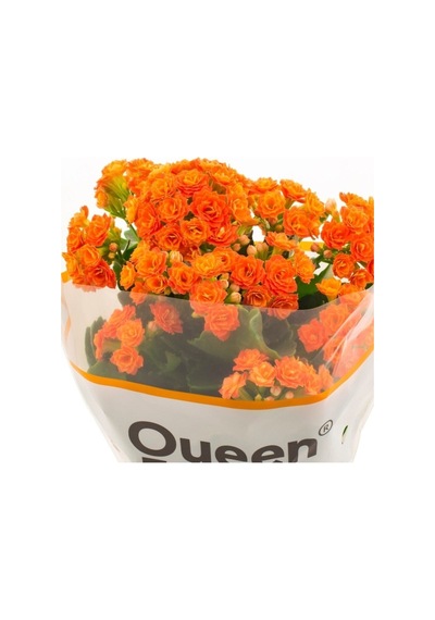 Kalanşo Kalanchoe Emel Hanım Çiçeği Turuncu Renk