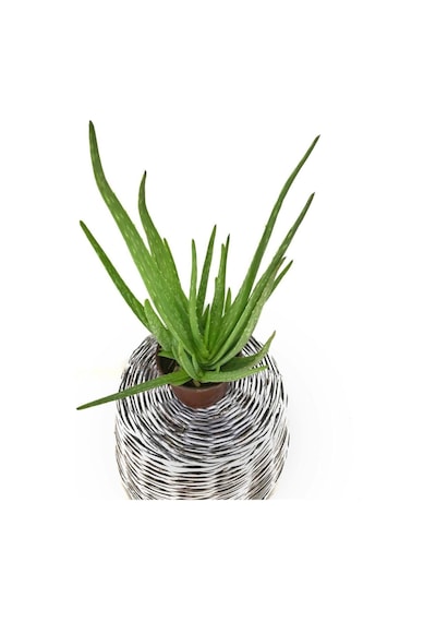 Çok Avantajlı Bol Yavrulu Aloe Vera Bitkisi 40-60 Cm