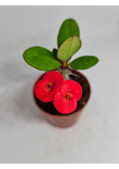 Videolu Milli Dikenler Tacı İri Kırmızı Çiçek Açan 5-7 Cm Saksılı Euphorbia