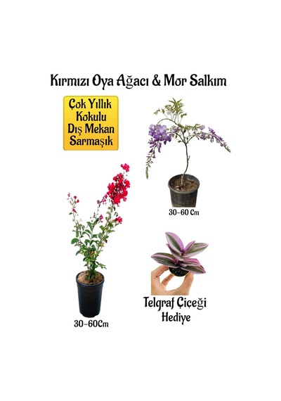 Kırmızı Oya Ağacı Fidanı+mor Salkım Ağacı Fidanı Telgraf Çiçeği Hediyeli Bahçe Peyzaj Seti