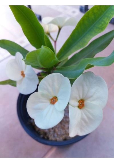 Beyaz Milli Dikenler Tacı 1 Adet Saksılı 15-40 Cm Salon Bitkisi Euphorbia