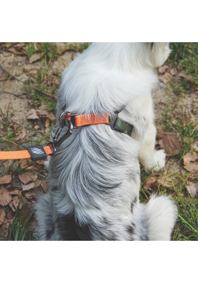 M-pets Wıld Jungle Harness S Çok Renkli