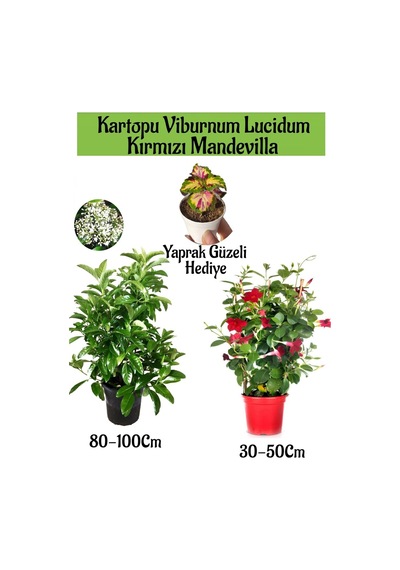 Kartopu Viburnum 1 Adet+kırmızı Mandevilla 1 Adet+yaprak Güzeli Hediye Bahçe Bitkisi