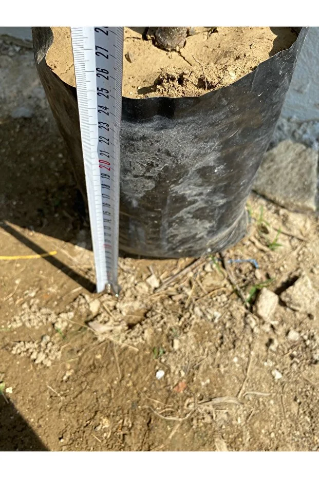 Sarılop 2 Yaş İncir Fidanı Tüplü, Canlı, Sağlıklı 115 Cm