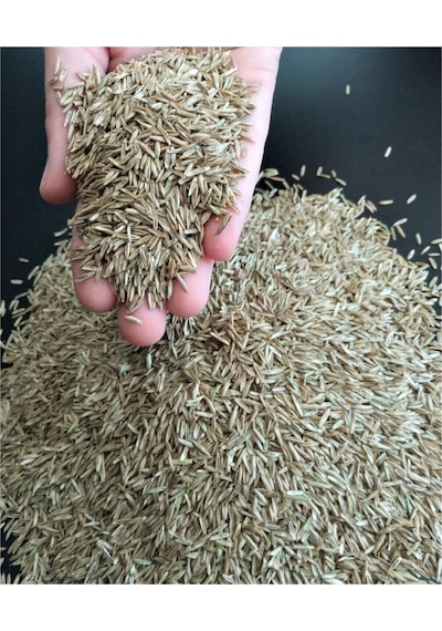İngiliz Çimi Lolium Perenne 1 Kg Çim Tohumu