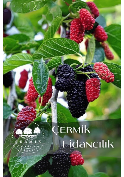Tüplü İri Meyveli Kara Dut Fidanı