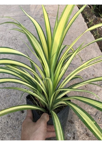 Chlorophytum Comosum Kurdele Çiçeği 1 Adet Saksılı 20-40cm
