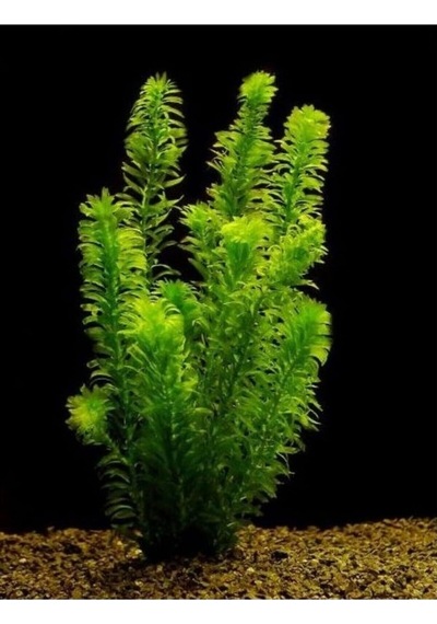 Tr Elodea Densa Canlı Akvaryum Bitkisi, 5 Kök, 15-25 Cm
