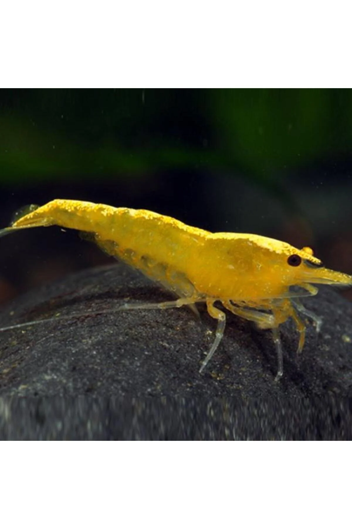 Sarı Ateş Karides 5 Adet 1-1,5cm