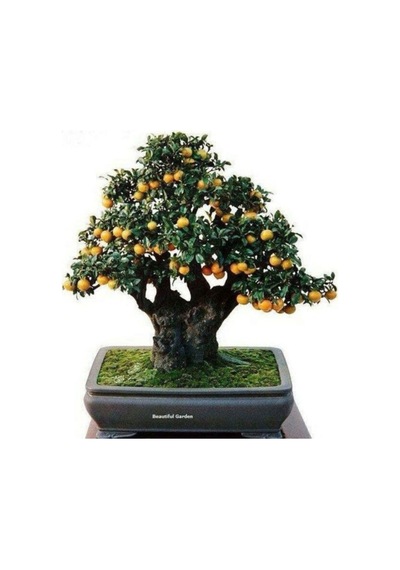 Bodur Bonsai Kayısı Ağacı Tohumu Bonsai Ağacıtohumu Ekim Seti 2 Adet Tohum + Saksı + Toprak