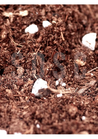 Substrat Mix Ithal Torf Cocopeat Perlit Özel Karışım Saksı Harcı Çiçek Ve Bitki Toprağı 3 Lt Diğer