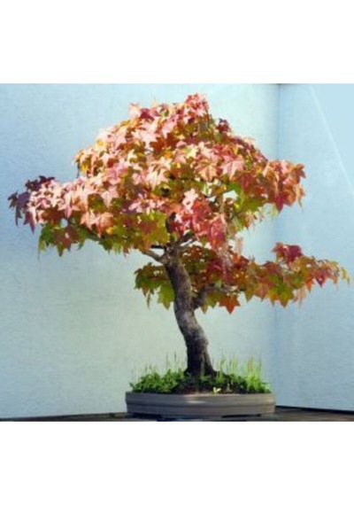 Ithal Liquidambar Bonzai Ağacı Tohumu Ekim Seti