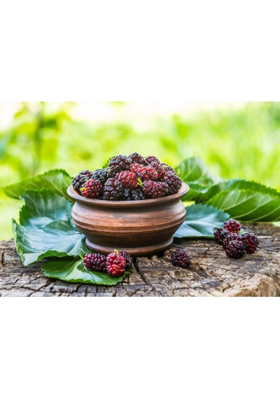 Siyah Bodur Dut Fidanı Mojo Berry 1-2 Yaş Tüplü