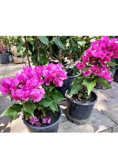 Çiçekli Bodur Begonvil, Saksıda Fuşya Renkli 10-30 Cm