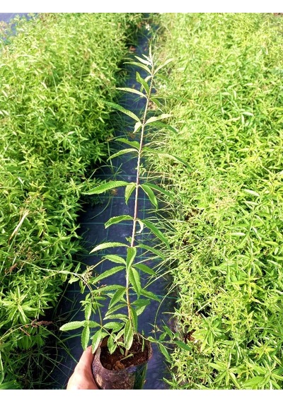 Limon Melisa Bitkisi 10 Adet - Melissa Officinalis