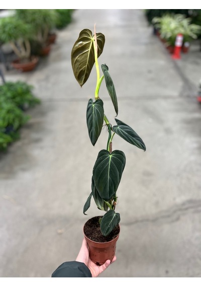 Philodendron Melanochrysum 3371