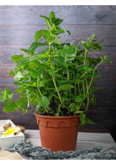 Videolu Nane Fidanı 10 30 Cm 1 Adet Saksılı Balkon Mutfak Bitkisi Thymus