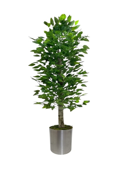 Yapay 150cm Benjamın Yogun Yaprak Metal Saksı Yeşil