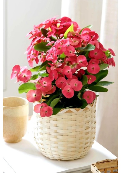İç Mekan Euphorbia Çiçeği Pembe Mini Boy 5.5cm