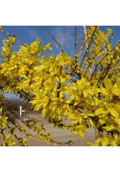 Tüplü Altın Çanı Altın Çanak forsythia İntermedia Fidanı