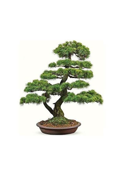 Bodur Karaçam Bonzai Ağacı Tohumu Ekim Seti 5 Tohum +Saksı+Toprak