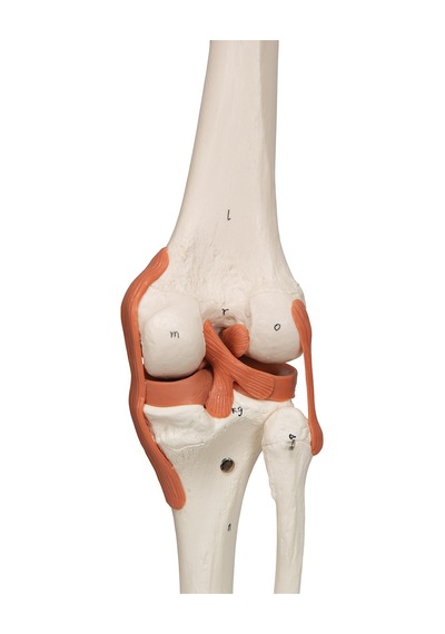 Iskelet Modeli. Kasları Ve Ligamentleri Gösteren 180 Cm