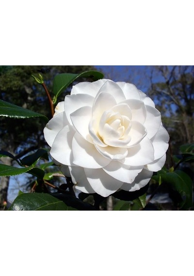 Beyazkatmerli Kamely 30-45 Cm Boyunda Olup Tüplüdür