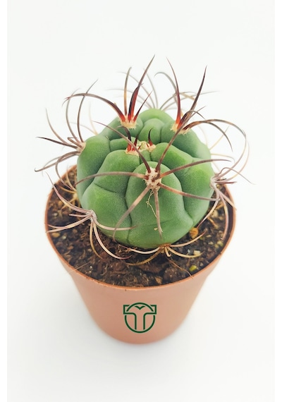 Gymnocalycium Marquezii 5.5 Cm Saksıda