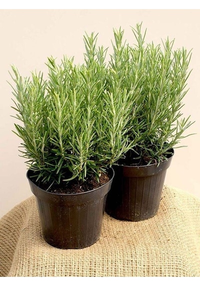 1 Adet Biberiye Fidanı Rosmarinus Officinalis