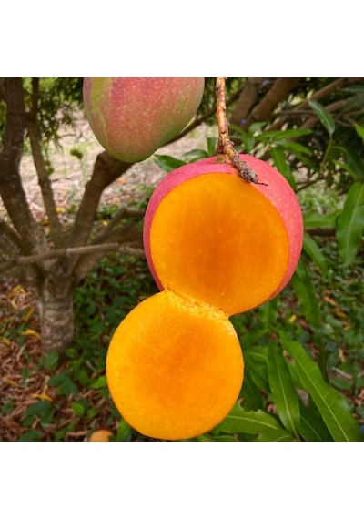 Aşılı Valencia Pride Mango Fidanı - 2 Yaş - 1 Kg Üzeri Dev Meyveli Nadir Gurme Çeşit Sınırlı Stok