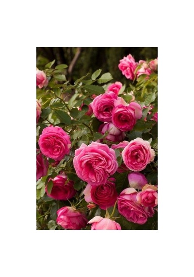 1 Adet Pembe Kokulu Yediveren Isparta Reçellik Gül Fidanı 10-20 Cm