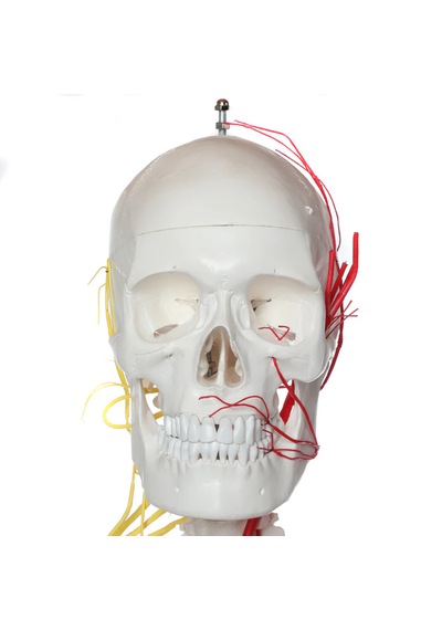 Sinir Ve Damarlı, Gerçek Boyutlarında İnsan İskeleti Modeli, 180 Cm - İskelet Maketi 01