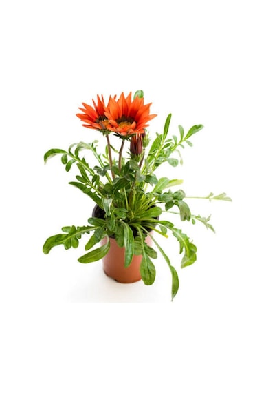 Sarı+kırmızı+pembe+turuncu Gazanya Çiçeği 4 Adet Saksılı 10-20cm Balkon Çiçeği
