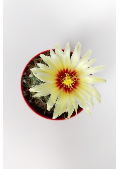 Thelocactus Ideas - Sari Çicekli Kaktüs - Hamato - 8.5 CM Kırmızı Saksıda